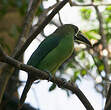 Toucanet à gorge bleue