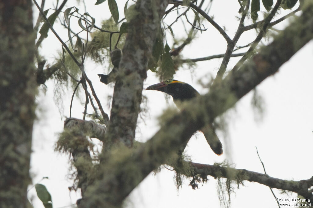 Golden-collared Toucanet