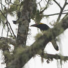 Toucanet de Reinwardt