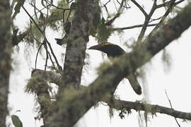 Golden-collared Toucanet