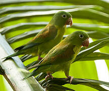 Orange-chinned Parakeet