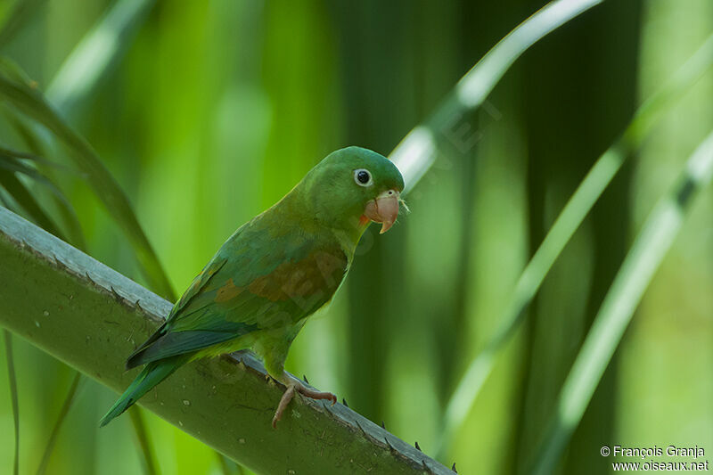 Orange-chinned Parakeetadult