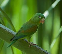 Orange-chinned Parakeet