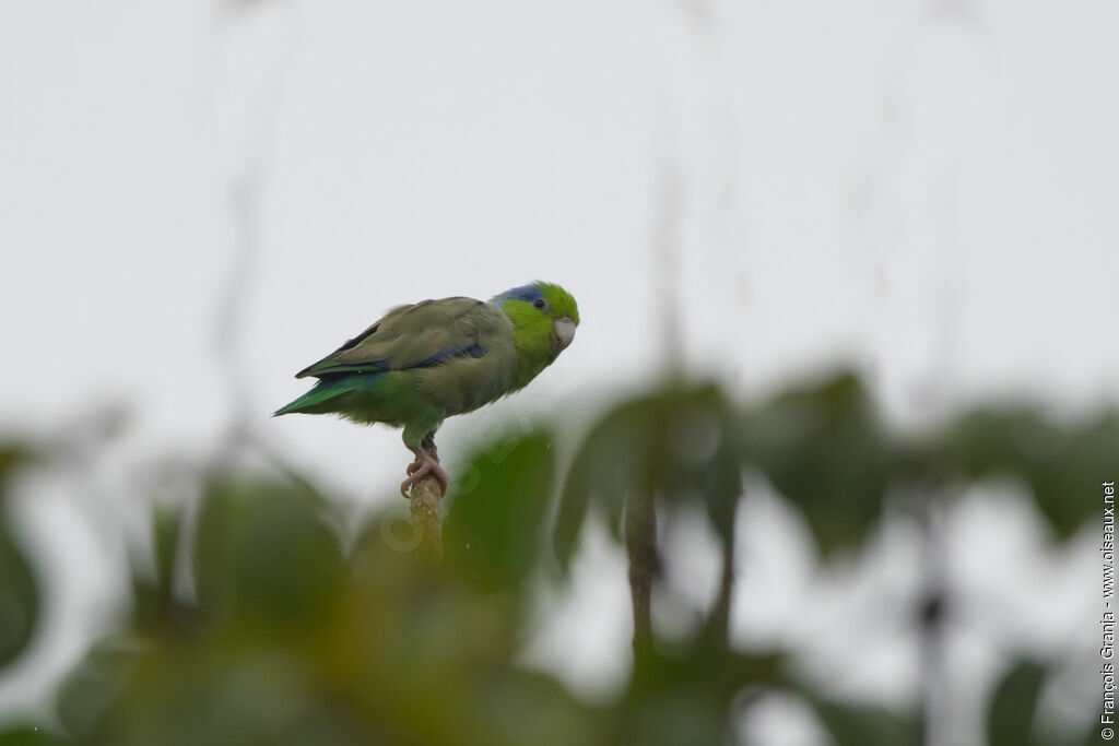 Pacific Parrotlet