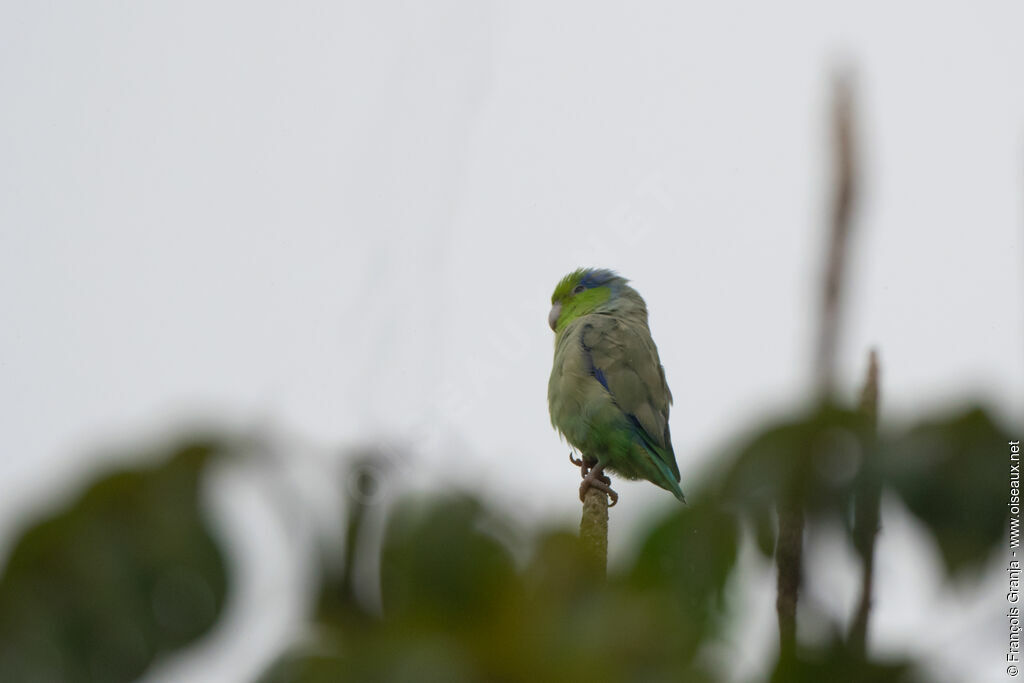 Pacific Parrotlet