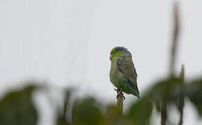 Pacific Parrotlet