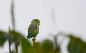 Pacific Parrotlet