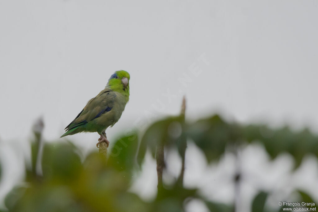 Pacific Parrotlet