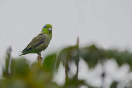 Pacific Parrotlet