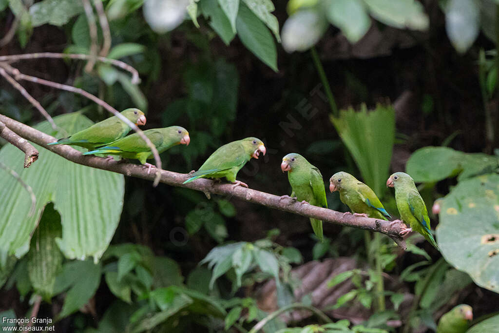 Cobalt-winged Parakeetadult, pigmentation, Behaviour