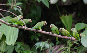 Cobalt-winged Parakeet