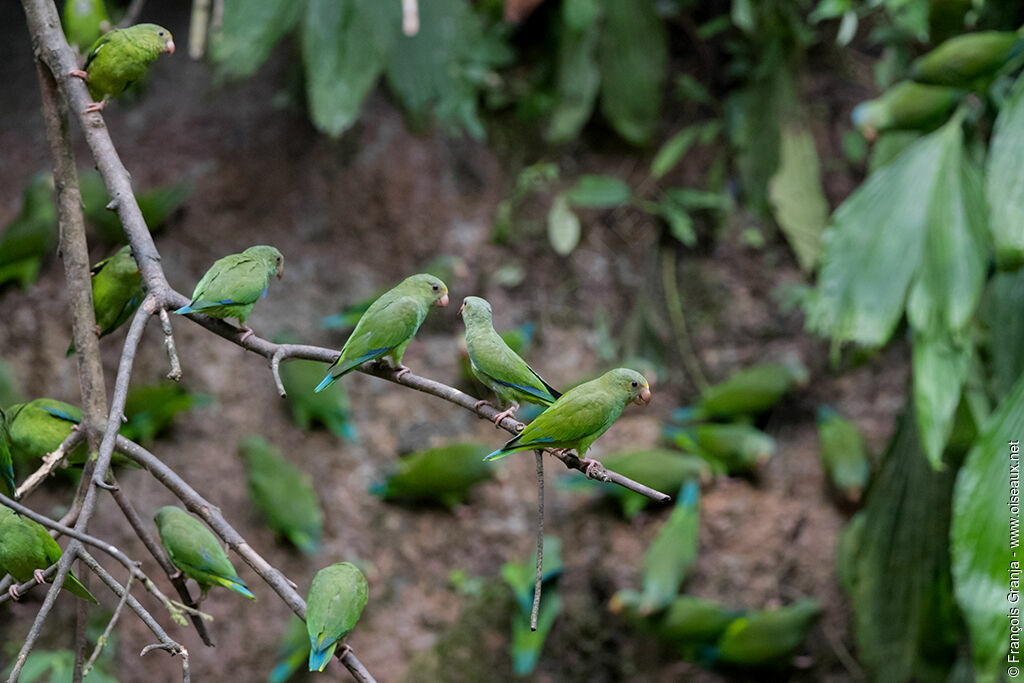 Cobalt-winged Parakeet