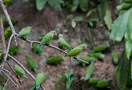 Cobalt-winged Parakeet