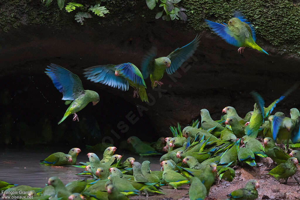 Cobalt-winged Parakeetadult, Flight, drinks