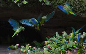 Cobalt-winged Parakeet