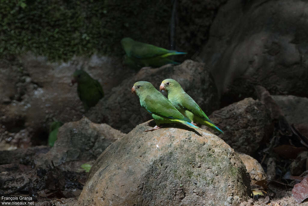 Cobalt-winged Parakeetadult, pigmentation