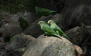 Cobalt-winged Parakeet