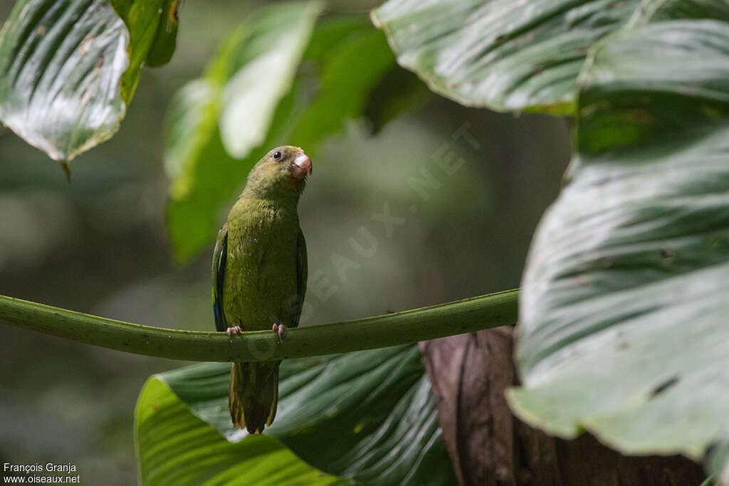 Cobalt-winged Parakeetadult, close-up portrait