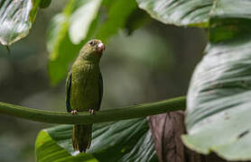 Cobalt-winged Parakeet