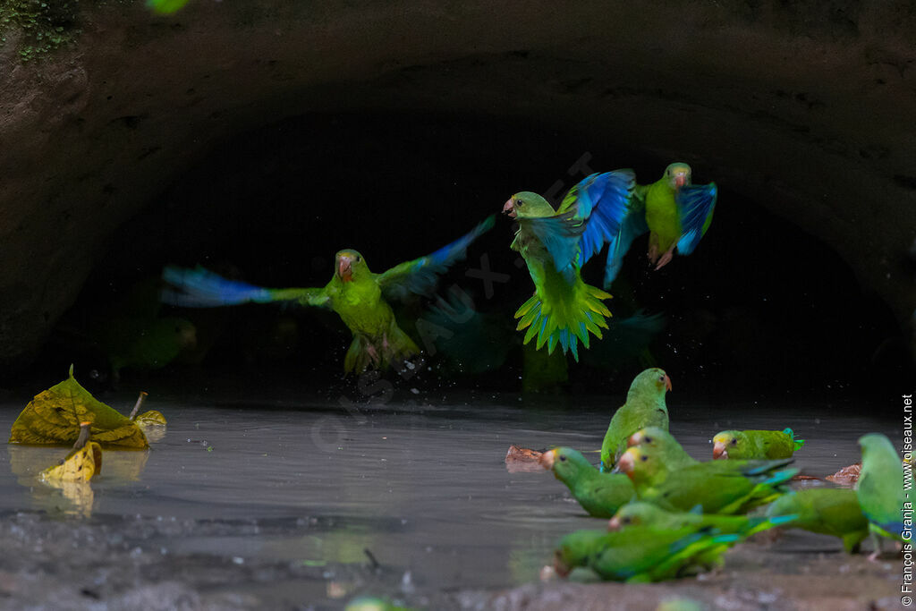 Cobalt-winged Parakeet