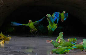 Cobalt-winged Parakeet