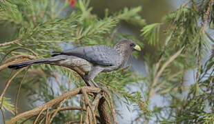 Eastern Plantain-eater