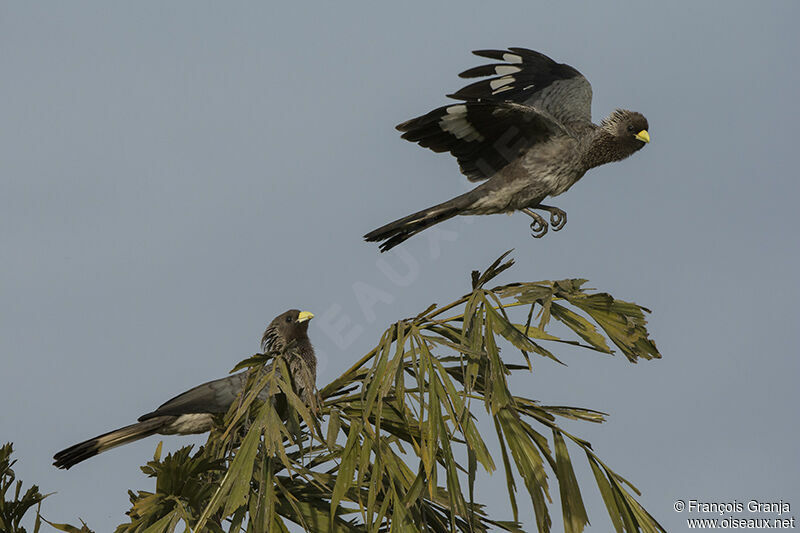 Eastern Plantain-eater 