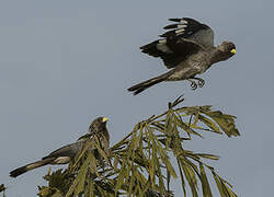 Eastern Plantain-eater