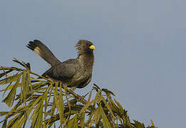 Eastern Plantain-eater