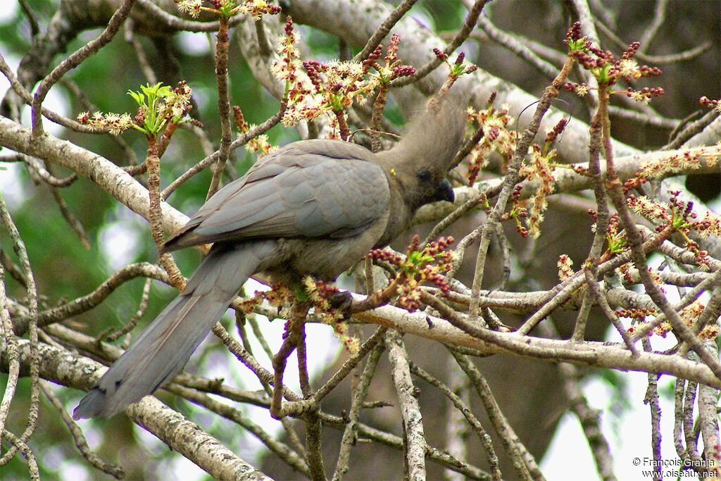 Touraco concoloreadulte