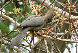 Grey Go-away-bird