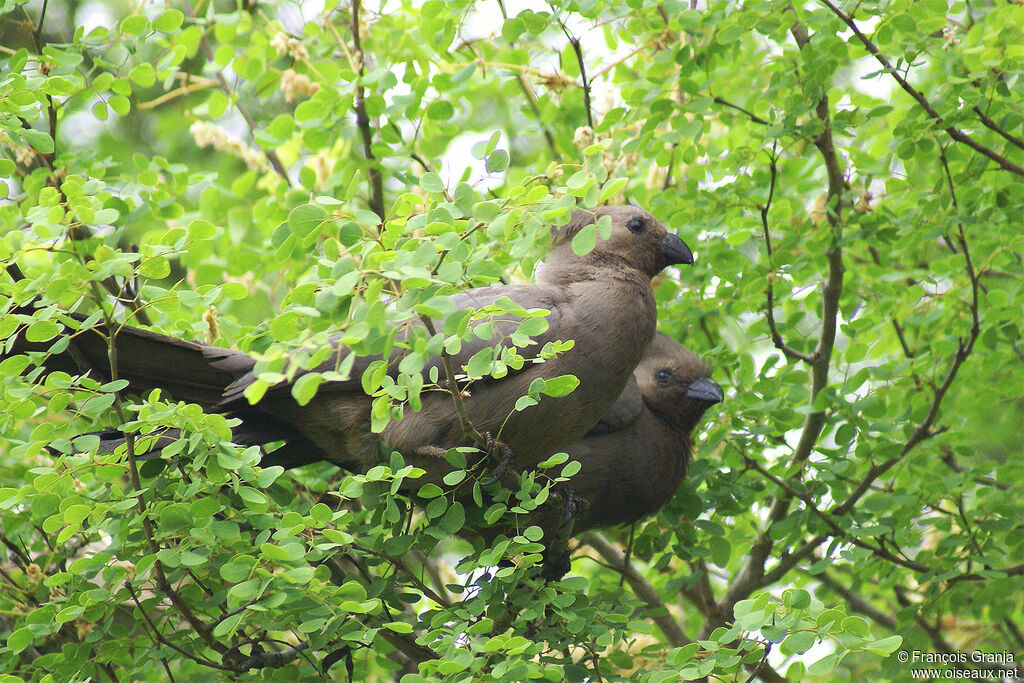 Grey Go-away-bird adult