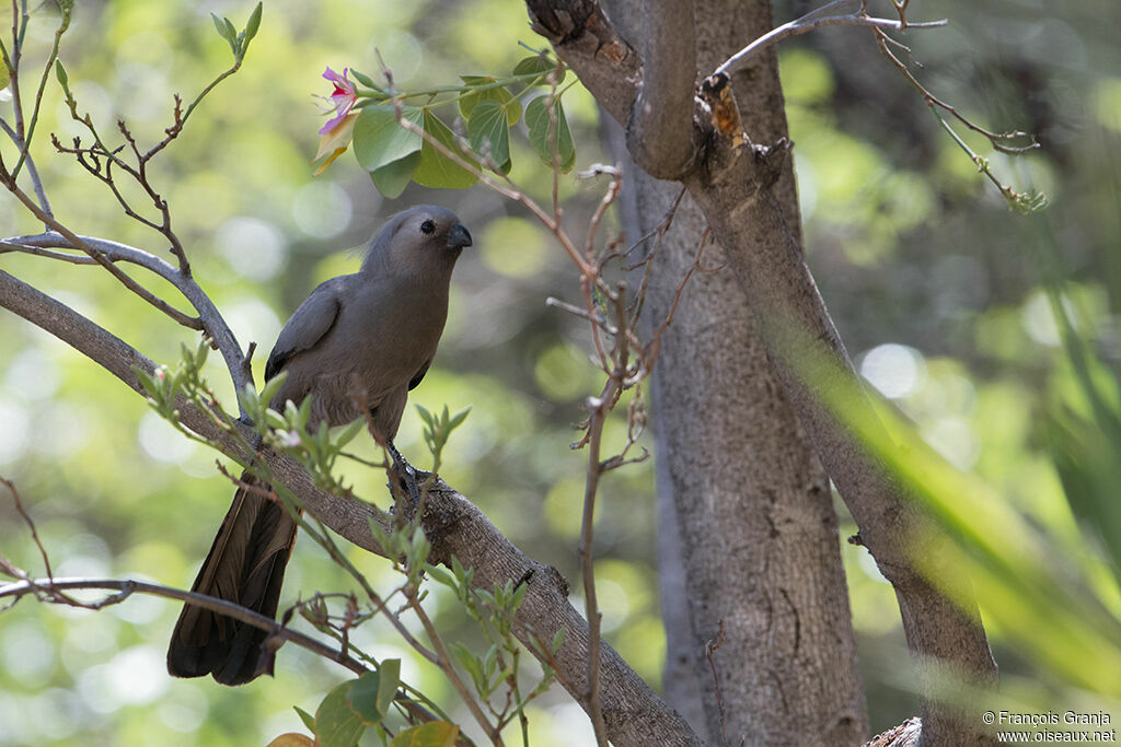 Grey Go-away-bird