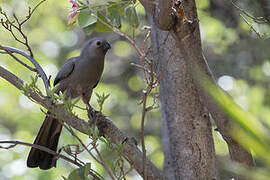 Grey Go-away-bird