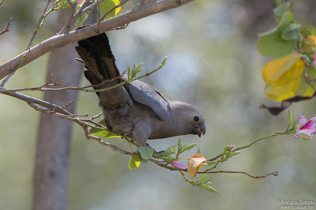 Grey Go-away-bird