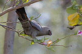 Grey Go-away-bird