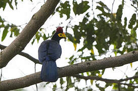 Ross's Turaco