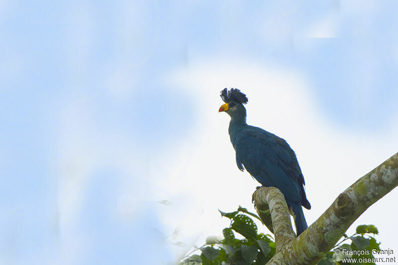 Great Blue Turacoadult