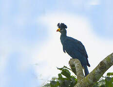 Great Blue Turaco