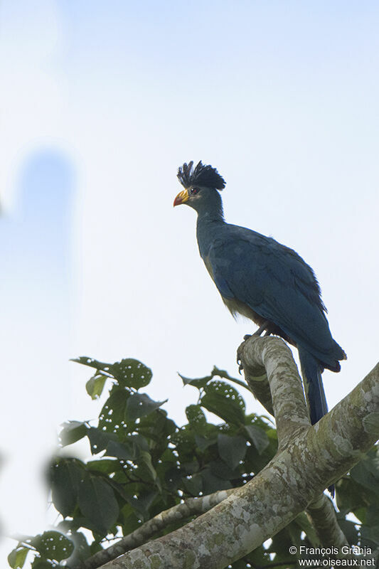 Great Blue Turacoadult