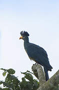 Great Blue Turaco