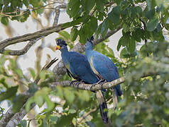 Great Blue Turaco