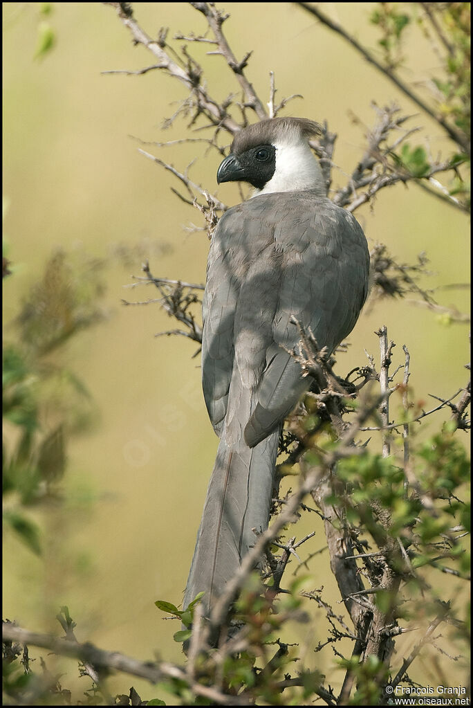 Bare-faced Go-away-bird