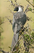 Bare-faced Go-away-bird