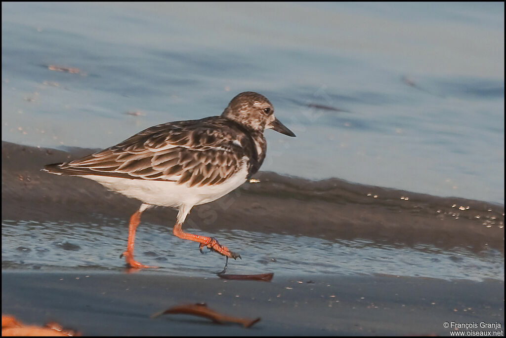 Ruddy Turnstone