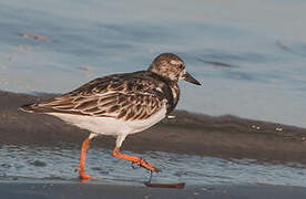 Ruddy Turnstone