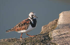 Ruddy Turnstone