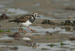 Ruddy Turnstone