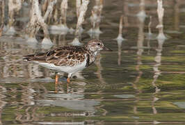 Ruddy Turnstone