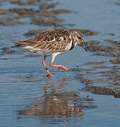 Ruddy Turnstone